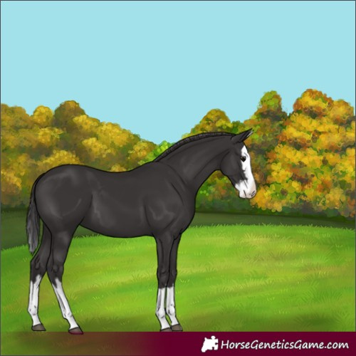 Horse Color:Smoky Black Splash 