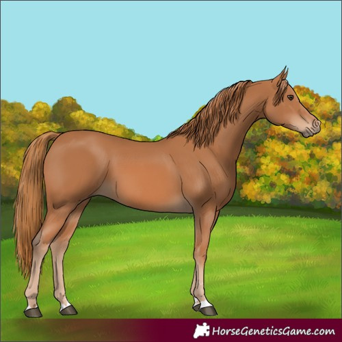 Horse Color:Chestnut 