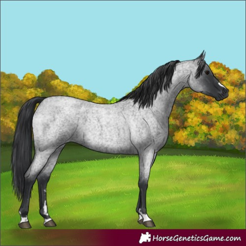 Horse Color:Blue Roan 