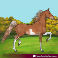 Horse Color:White Spotted Chestnut 