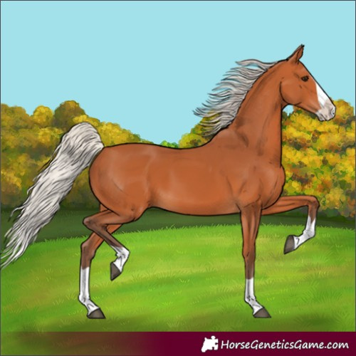 Horse Color:Silver Bay Splash