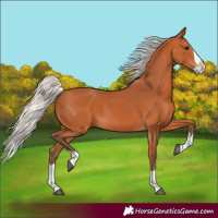 Horse Color:Silver Bay Splash 
