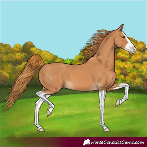 Horse Color:Chestnut Splash 