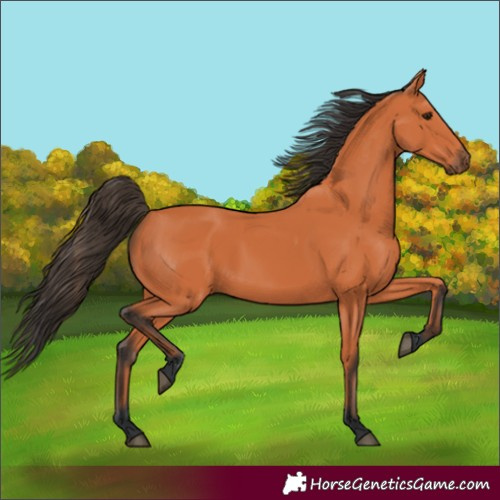 Horse Color:Bay 