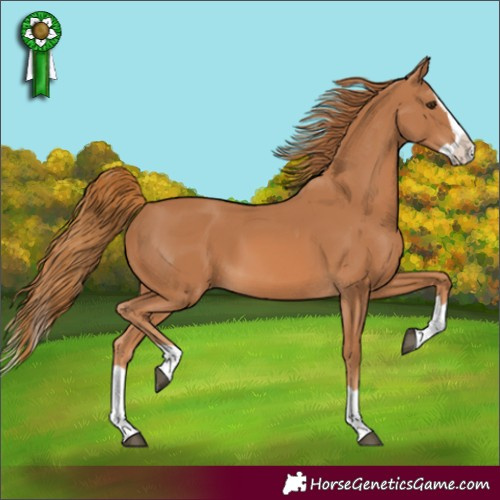 Horse Color:Chestnut Splash 