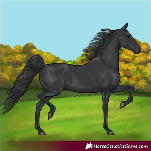 Horse Color:Black 