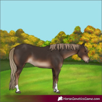 Horse Color:Liver Chestnut Tobiano Rabicano