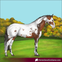 Horse Color:Bay Splash Tobiano Appaloosa  and Bay Splash Tobiano Appaloosa 