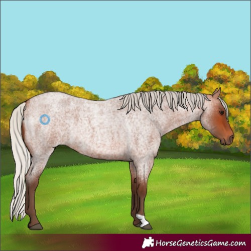 Horse Color:Silver Bay Roan Rabicano