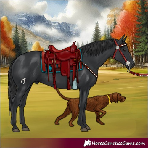 Horse Color:Black 