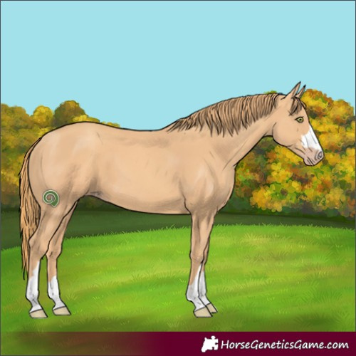 Horse Color:Gold Champagne