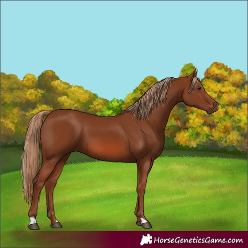 Horse Color:Chestnut 