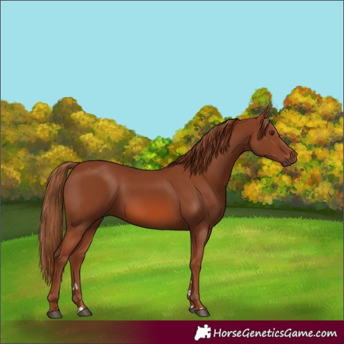 Horse Color:Chestnut 