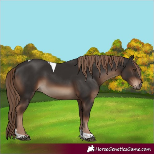 Horse Color:Liver Chestnut Tobiano Rabicano