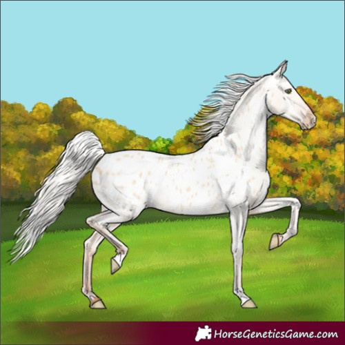 Horse Color:Silver Amber Champagne Dun Appaloosa 