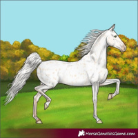 Horse Color:Silver Amber Champagne Dun Appaloosa