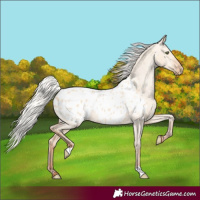 Horse Color:Silver Amber Champagne Dun Appaloosa 