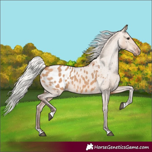 Horse Color:Silver Bay Dun Appaloosa 