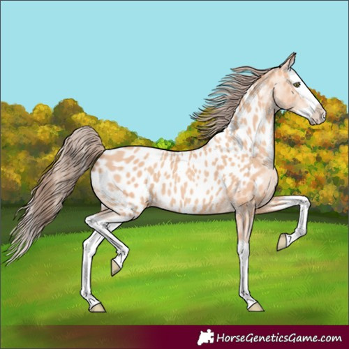 Horse Color:Amber Champagne Splash Appaloosa 