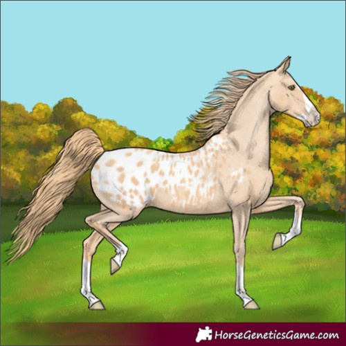 Horse Color:Gold Champagne Splash Appaloosa 