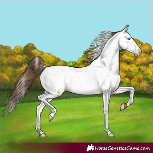 Horse Color:Amber Champagne Appaloosa 