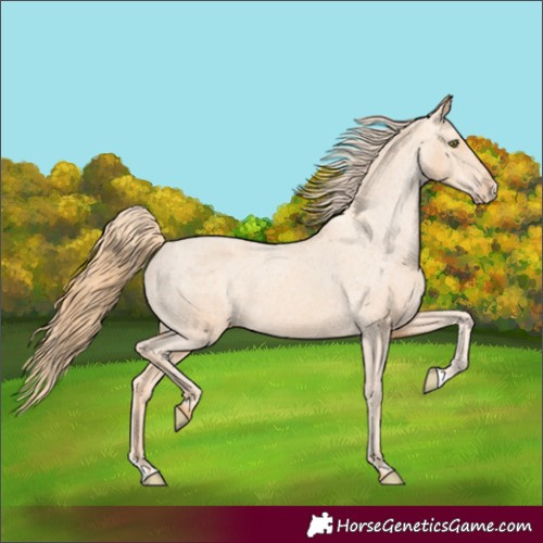 Horse Color:Gold Champagne Appaloosa 