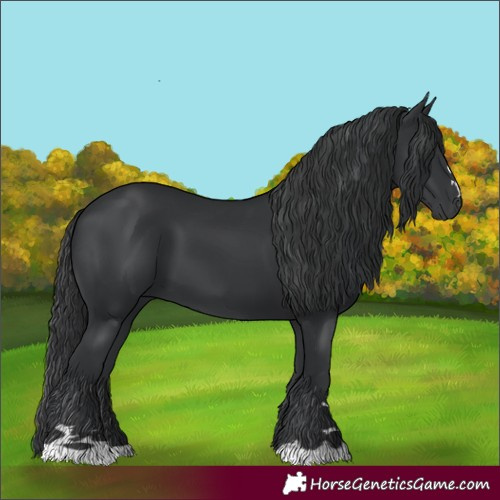 Horse Color:Black 