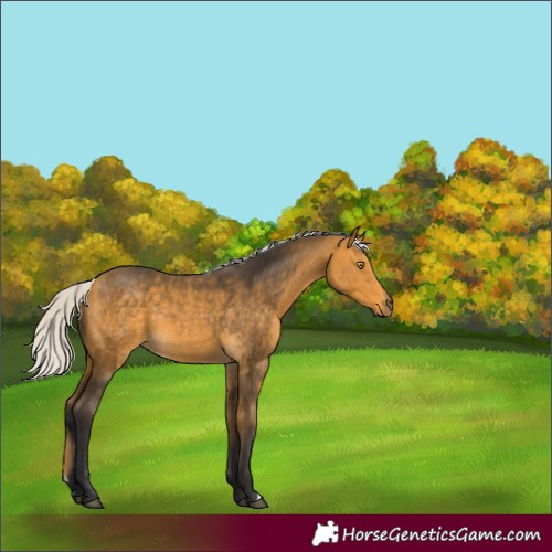 Horse Color:Silver Buckskin 