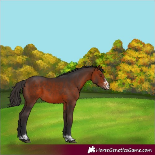 Horse Color:Bay Sabino Tobiano Rabicano 