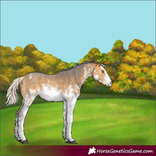 Horse Color:White Spotted Silver Buckskin Sabino Rabicano