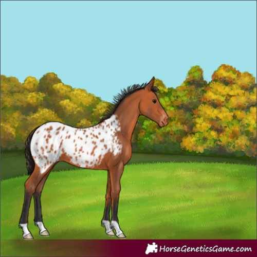 Horse Color:Bay Appaloosa 