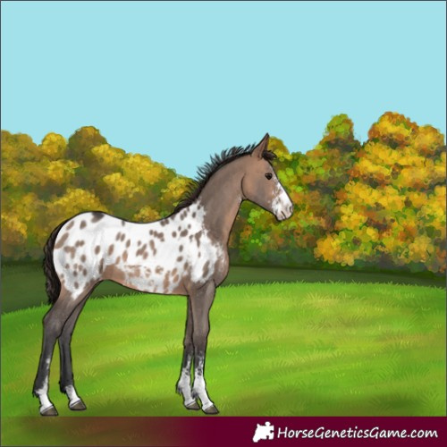 Horse Color:Bay Dun Sabino Appaloosa