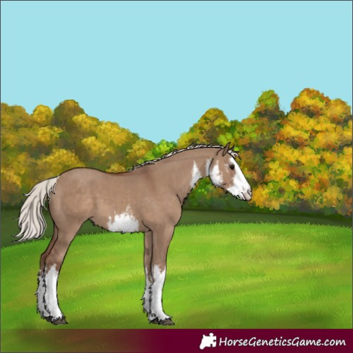 Horse Color:White Spotted Silver Grullo 