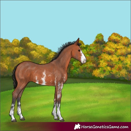 Horse Color:Bay Sabino 