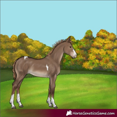 Horse Color:Liver Red Dun Sabino Tobiano Rabicano 