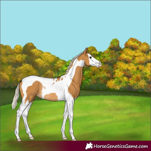 Horse Color:Palomino Splash Tobiano Rabicano