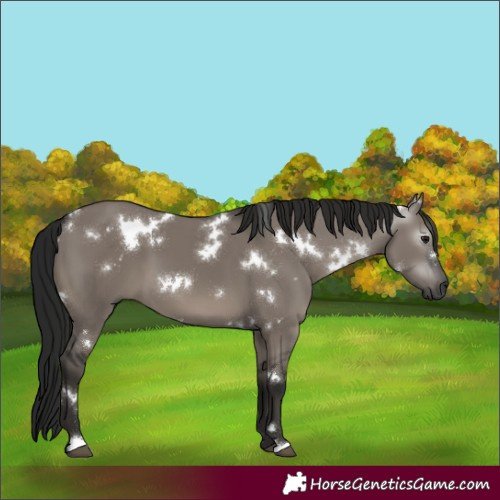 Horse Color:Gray White Spotted Grullo 