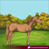 Horse Color:Chestnut 