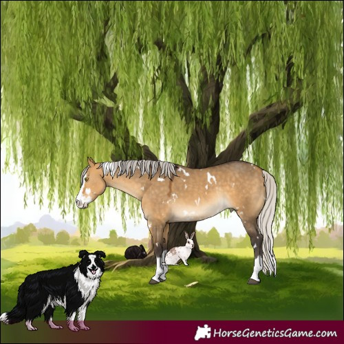 Horse Color:White Spotted Silver Buckskin Dun Splash Rabicano 