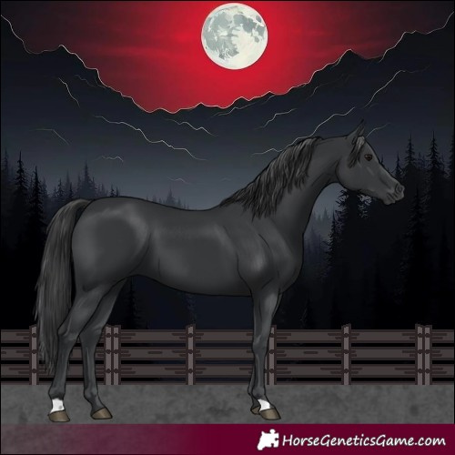 Horse Color:Black 