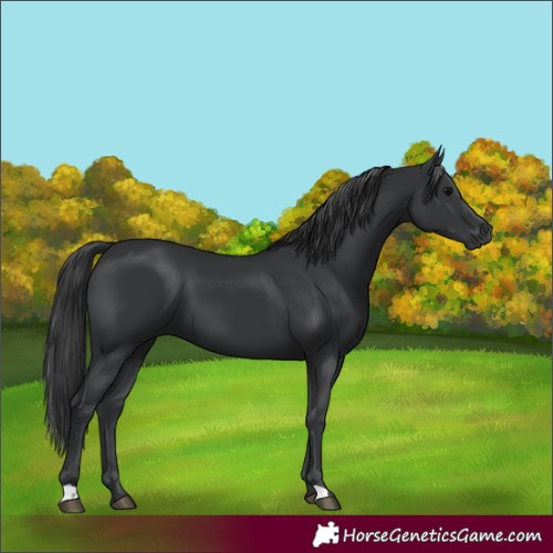 Horse Color:Black 