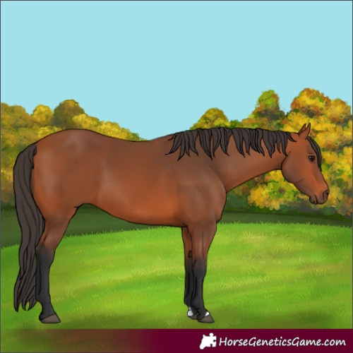Horse Color:Bay 