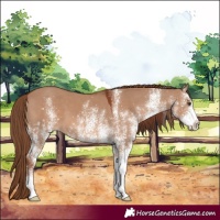 Horse Color:White Spotted Red Dun 