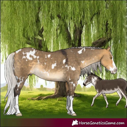 Horse Color:White Spotted Silver Buckskin Dun Splash Rabicano 