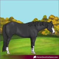 Horse Color:Black 