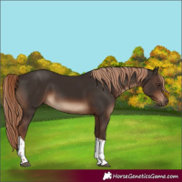 Horse Color:Liver Chestnut Tobiano Rabicano 