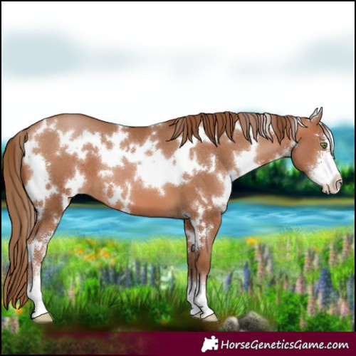 Horse Color:White Spotted Brown Pearl Sabino 