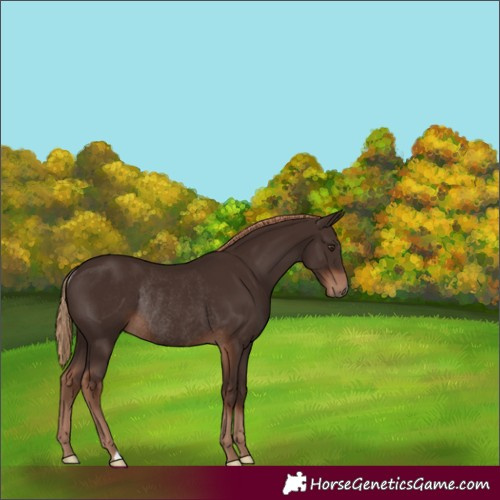 Horse Color:Liver Chestnut Rabicano