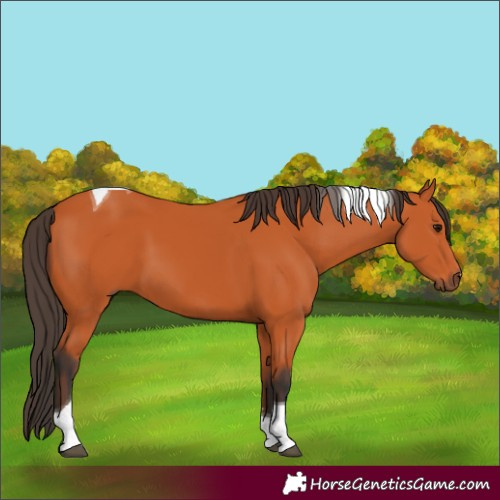 Horse Color:Bay Tobiano 
