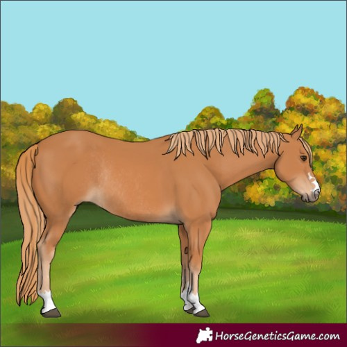 Horse Color:Chestnut Rabicano 
